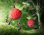 蚂蚁采摘草莓
