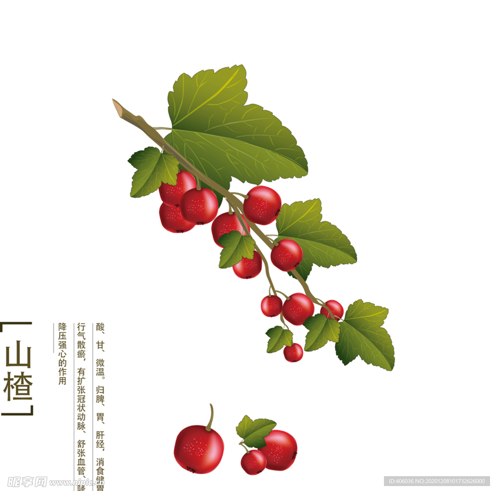 手绘矢量山楂