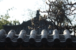 普照寺