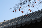 柿子树