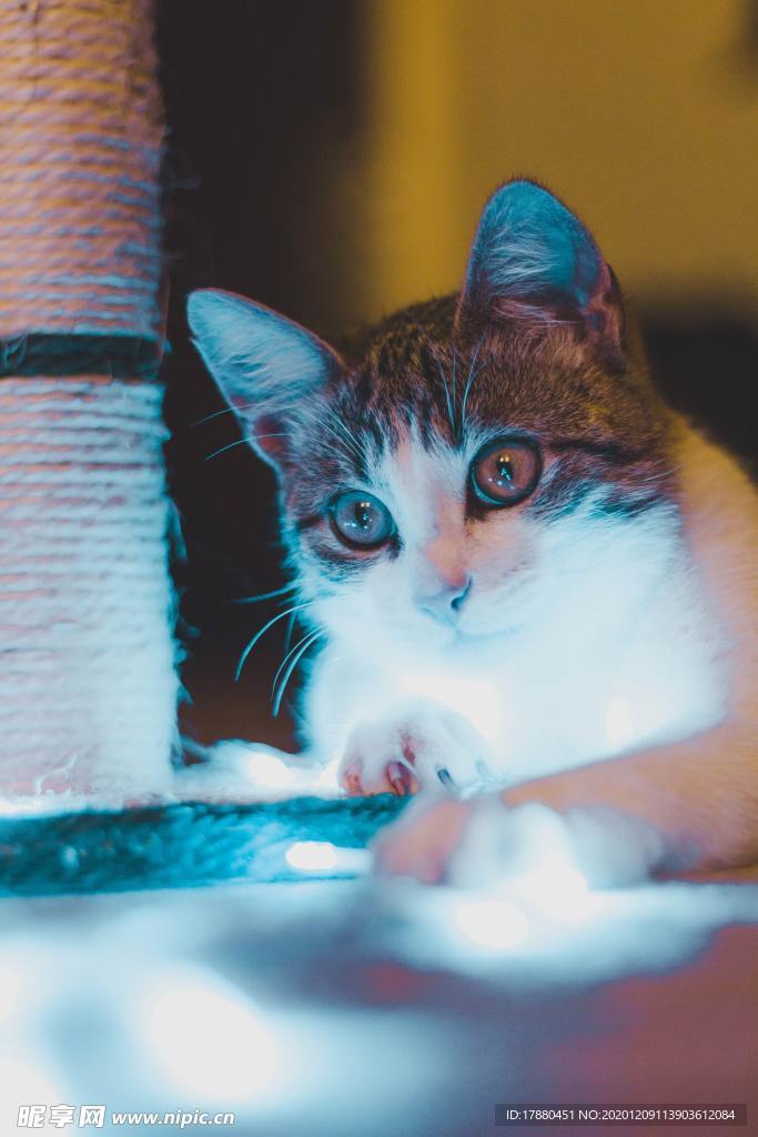 猫