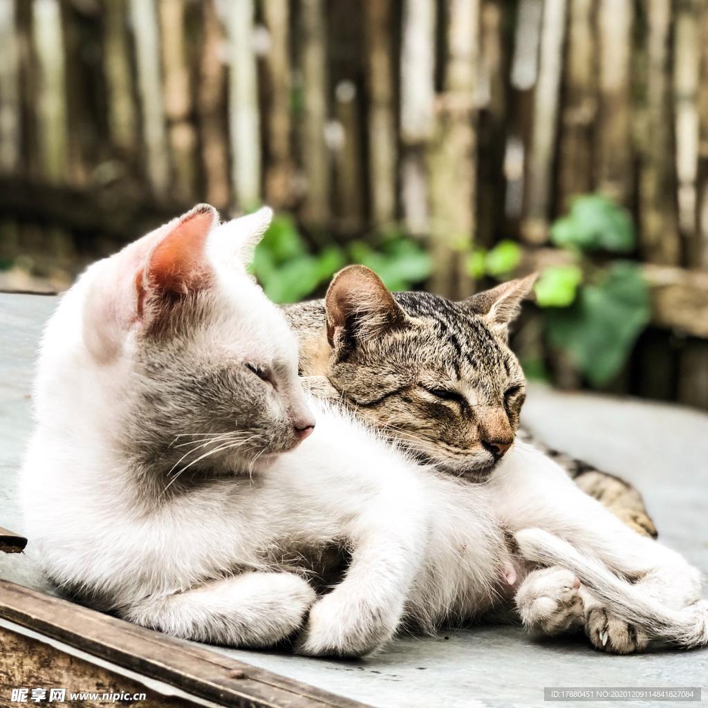 猫