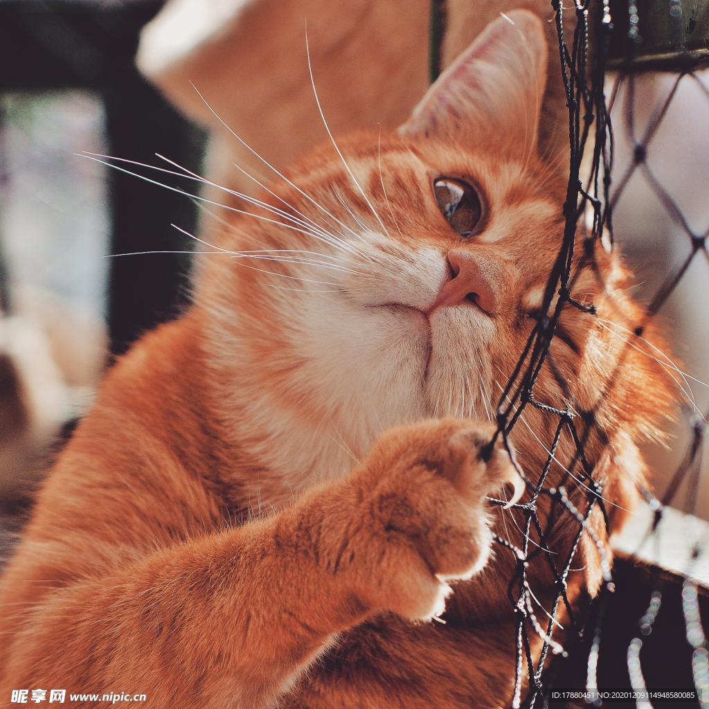 猫