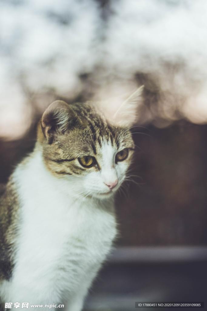 猫