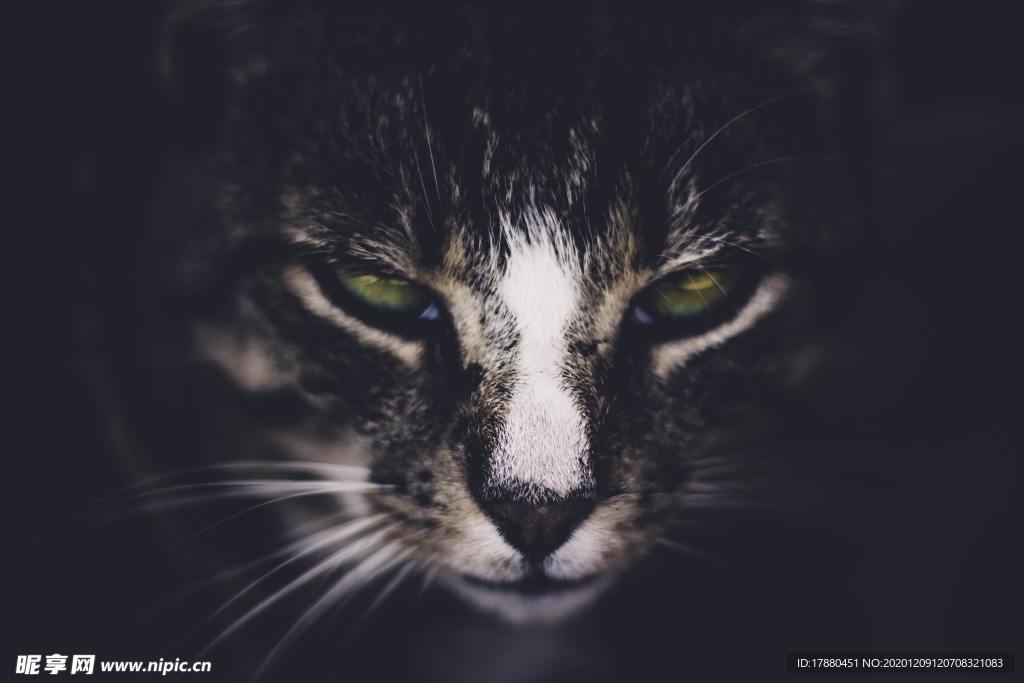 猫