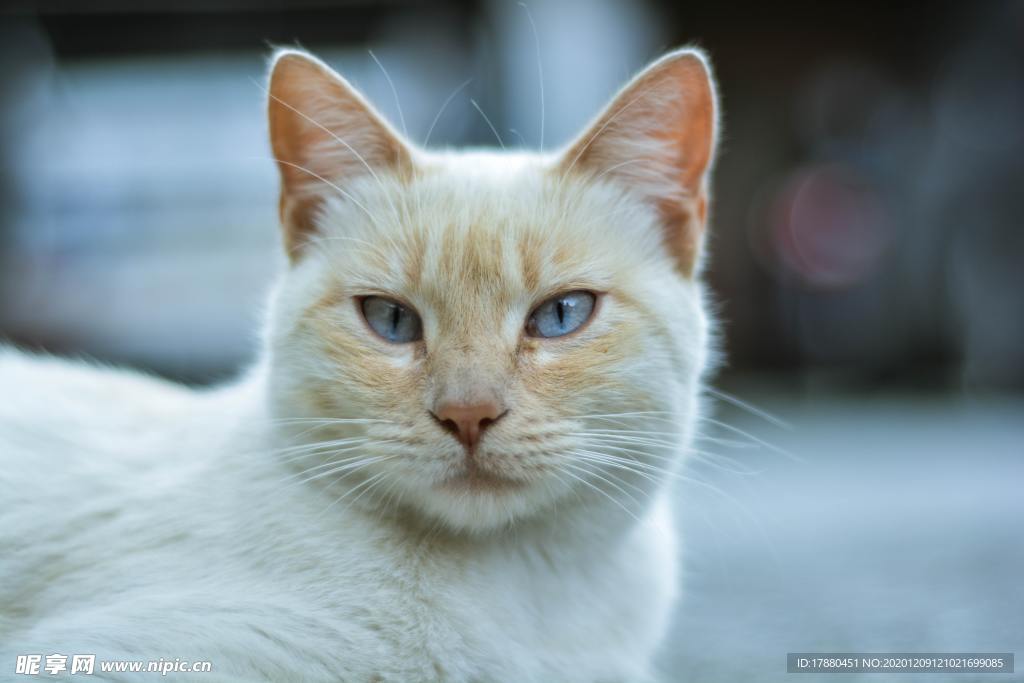 猫