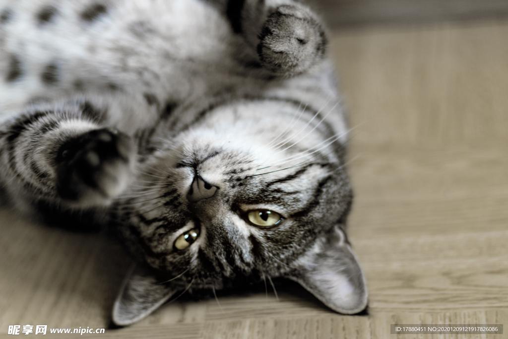 猫