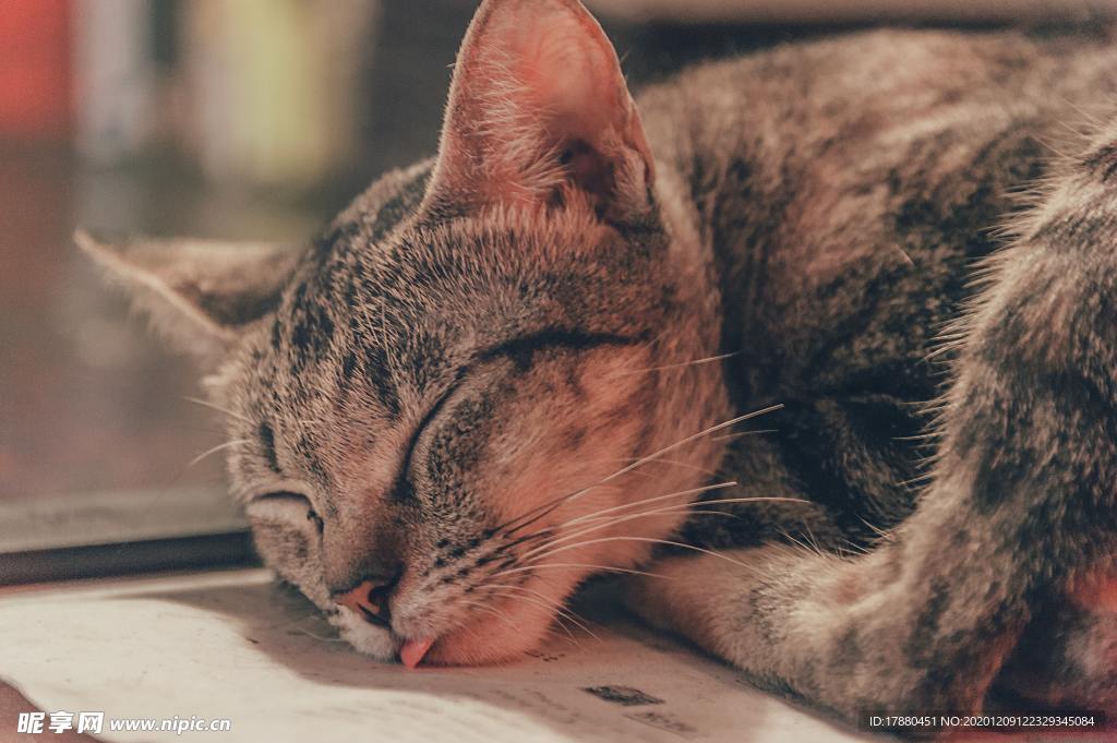 猫