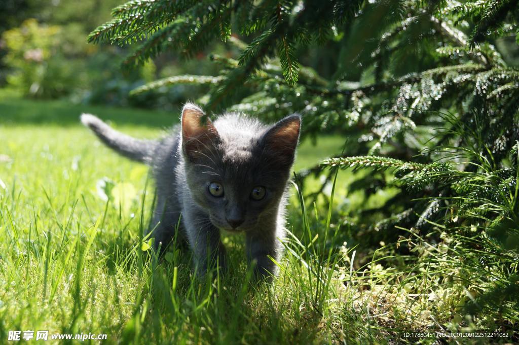 猫