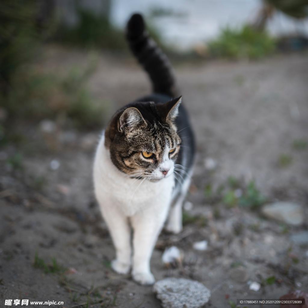 猫