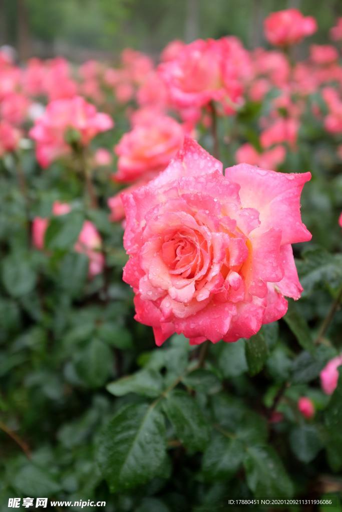 花卉