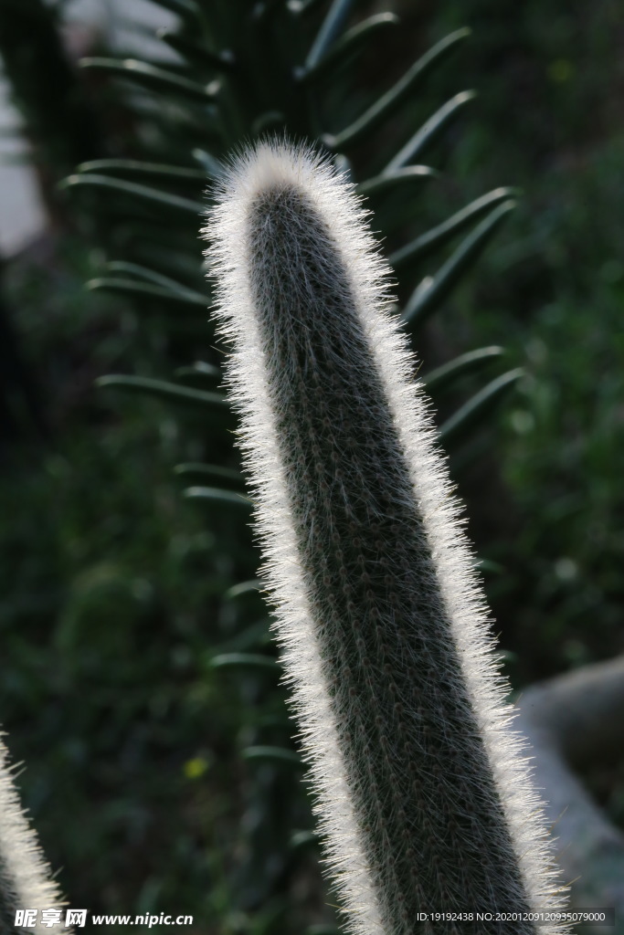 温室风景