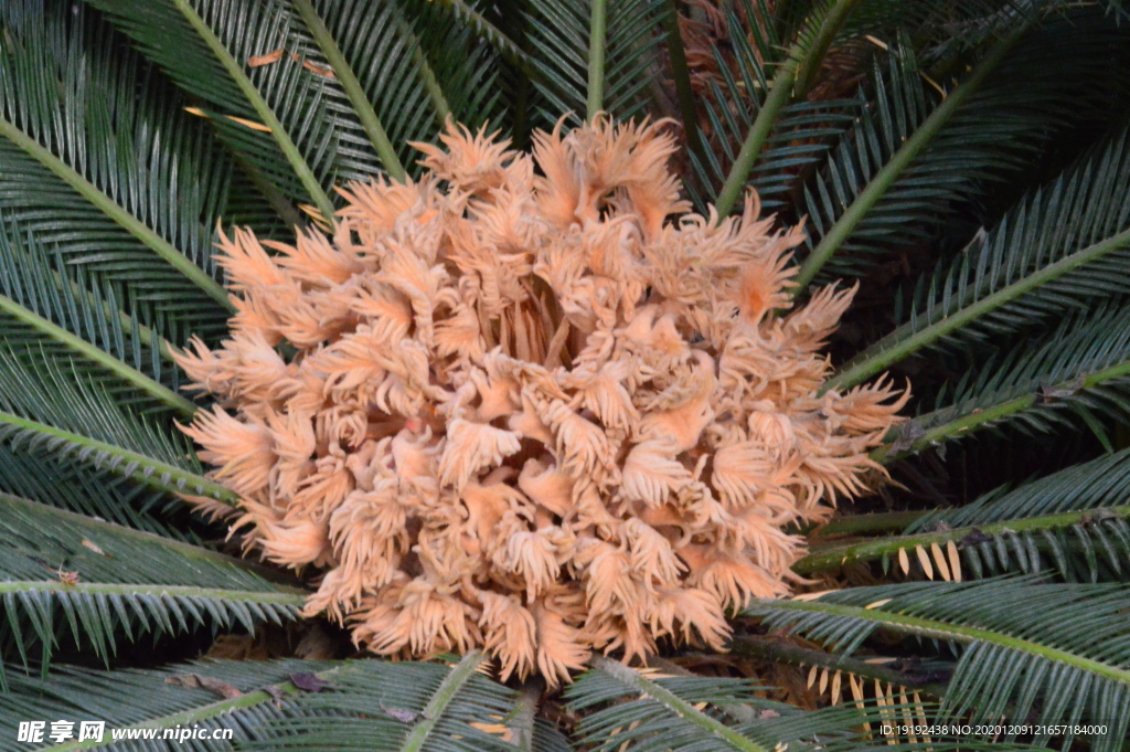 铁树花