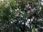 花卉