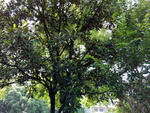 花卉