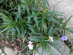 花卉