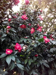 茶花