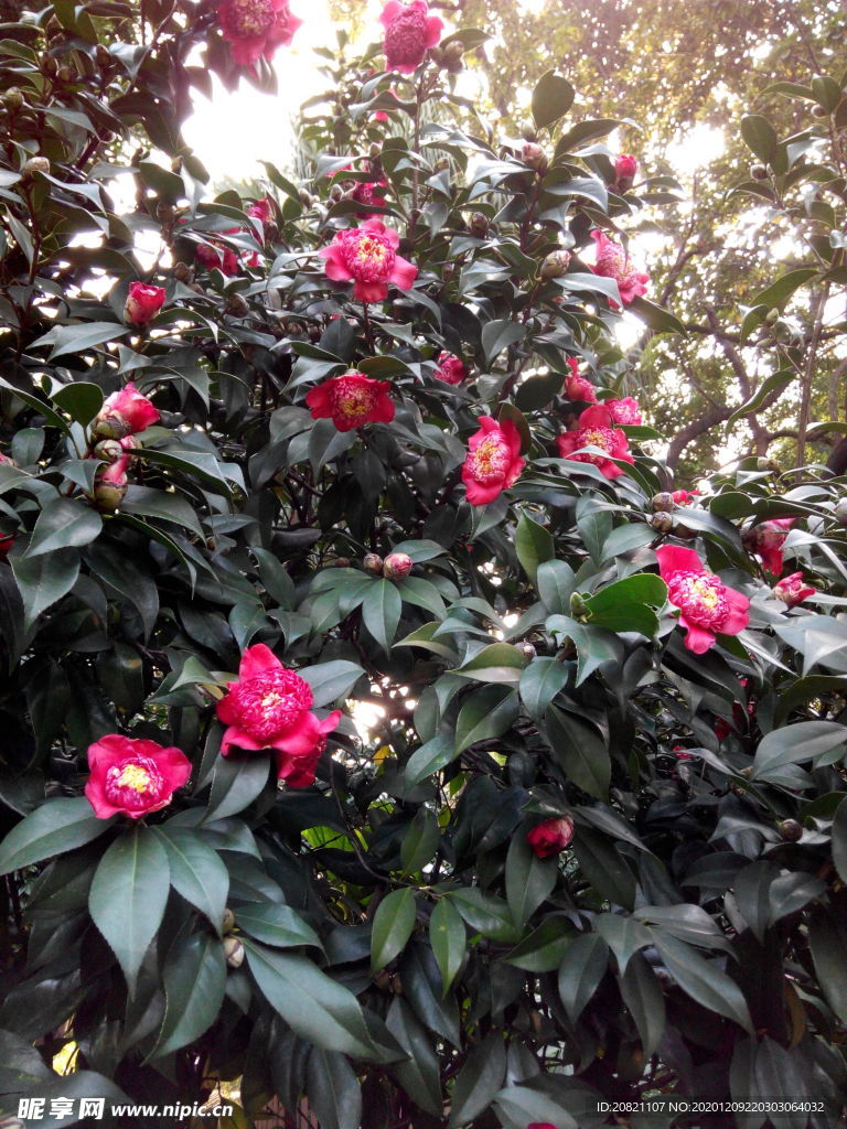 茶花