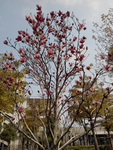 兰花