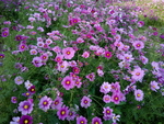 花卉