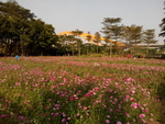 花卉