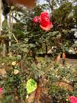 花卉