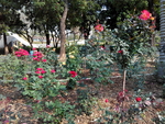 花卉