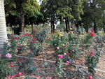 花卉