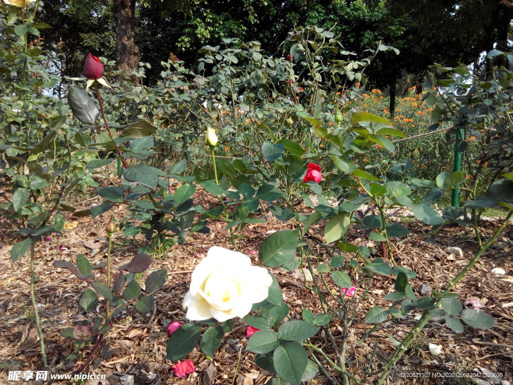 花卉