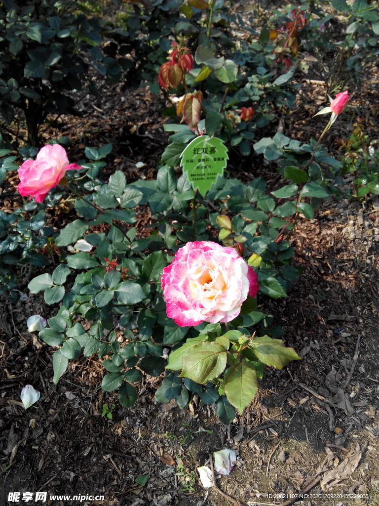 花卉