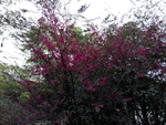 花卉