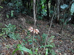 花卉