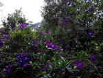 花卉