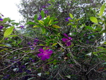 花卉