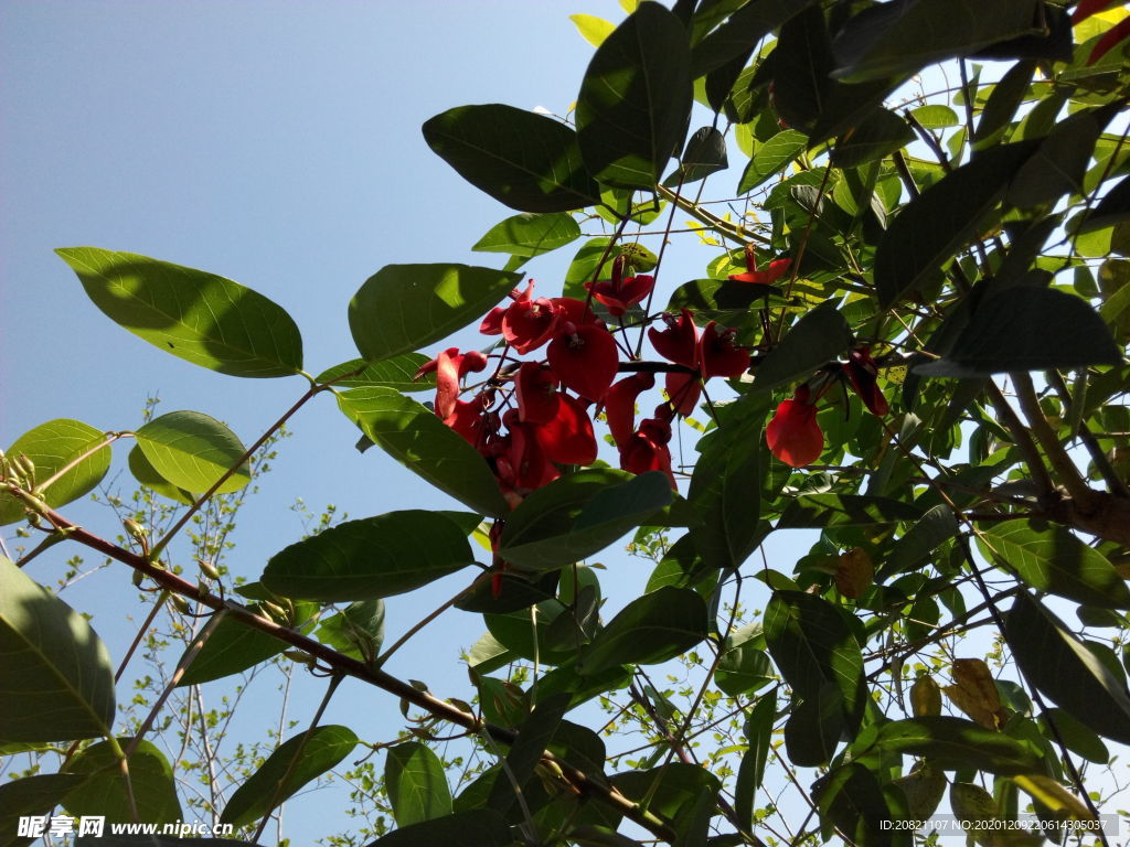 花
