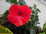 花卉