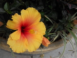 花卉
