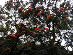 花卉