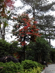 花卉