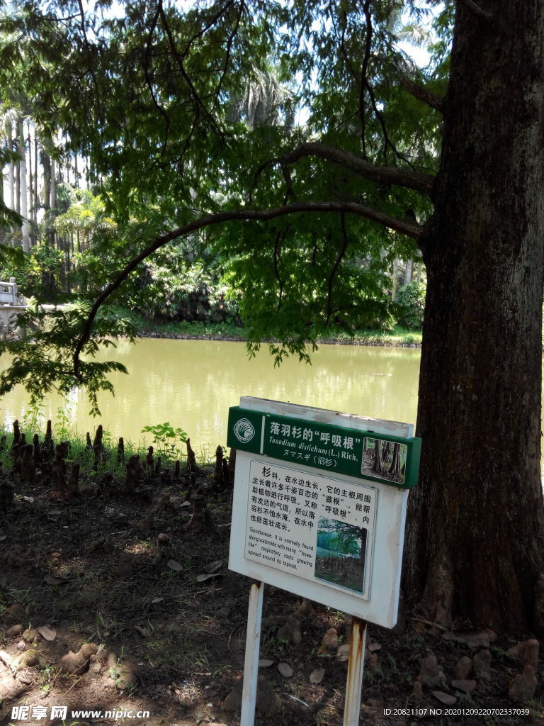 花卉