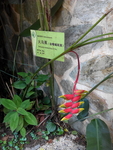 火鸟蕉