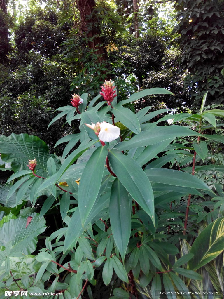 花卉