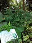 花卉