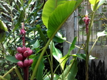 花卉