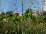 花卉