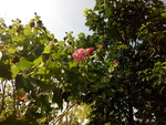 花卉