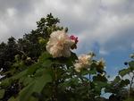 花卉