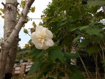 花卉