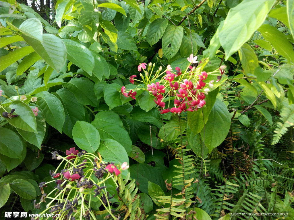 花卉
