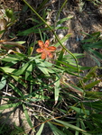 花卉
